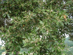 Artea (Quercus ilex subsp. ilex) baso-ekosistema honi izena ematen dion zuhaitza da.