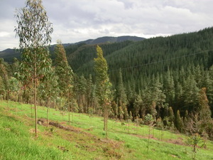 Cultivos forestales