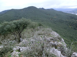 Perspectiva de una parte del encinar desde la cima del monte Atxarre.