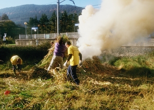 Cortaderia