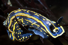 Hypselodoris