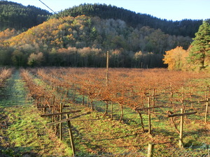 Cultivo de kiwi en Loiola (Arratzu).