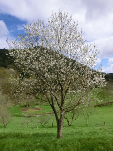 Gereziondo arrunta