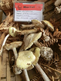 Amanita phalloides makromizetoa