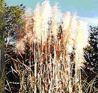 Cortaderia