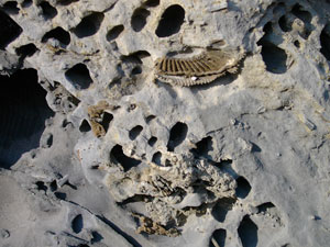 Ammonites del Jurásico en Ibarrangelu